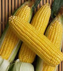 Corn ( ভুট্টা ) vutta