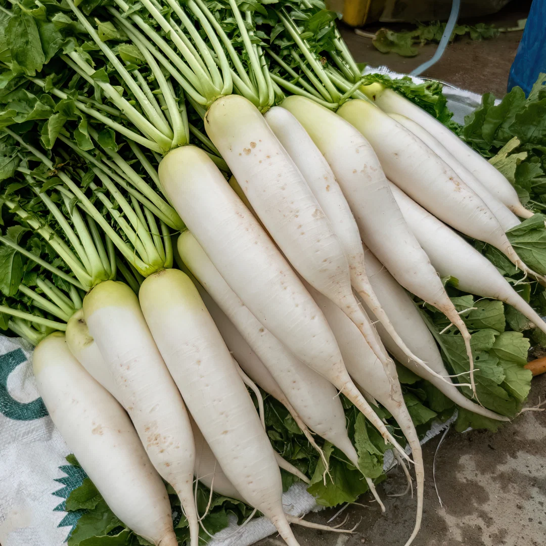 Radish ( মূলা ) mula