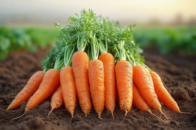 carrot ( গাজর ) gajar