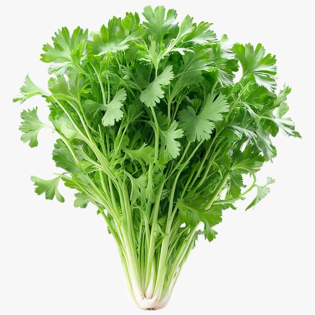 coriander leaves (  ধনেপাতা ) Dhonepata