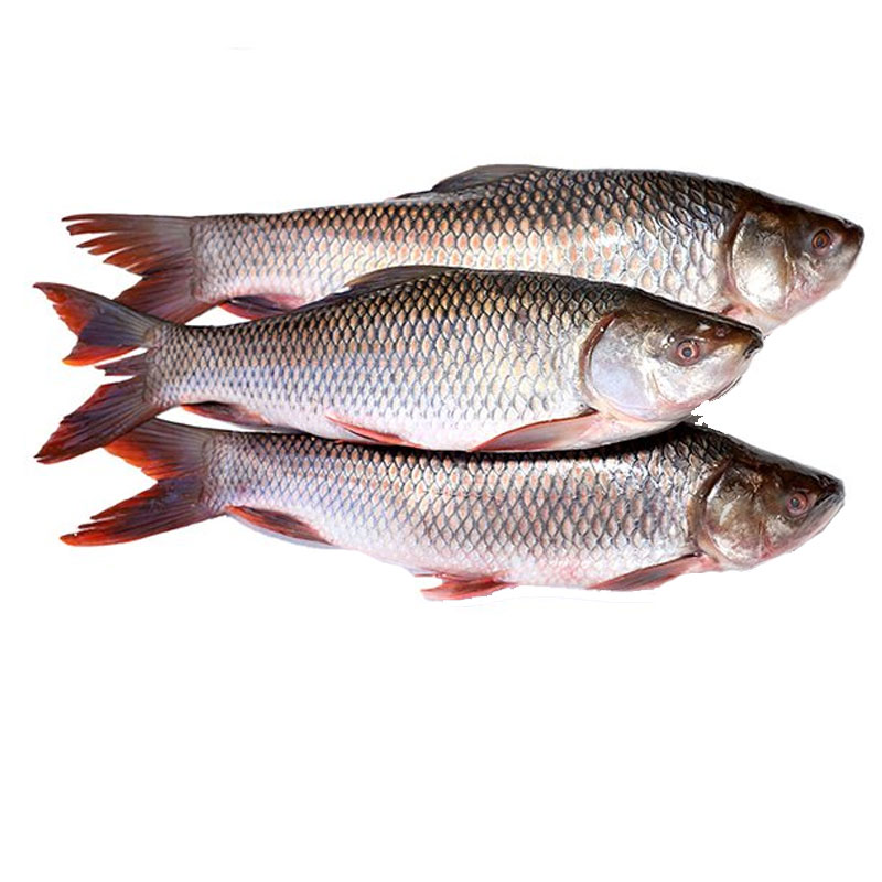 Rohu fish ( রুই ) rui fish