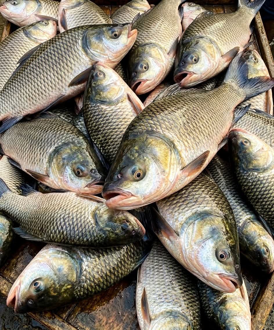 Katla fish ( কাতলা মাছ ) katla fish