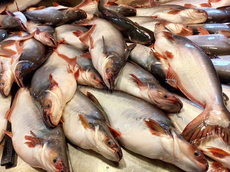 Pangash fish  (পাঙ্গাস মাছ) pangash fish