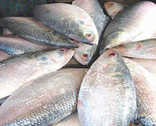 Hilsha fish ( ইলিশ মাছ) ilish