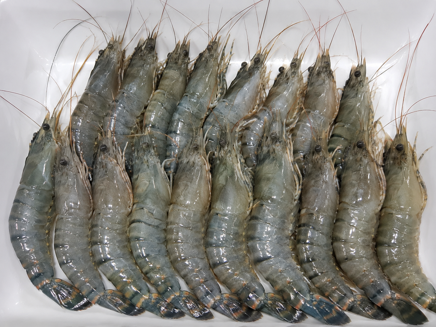 Chingri fish ( চিংড়ি মাছ ) chingri