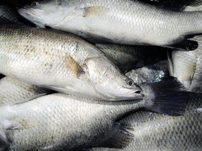Bhetki fish ( ভেটকি মাছ ) vetki