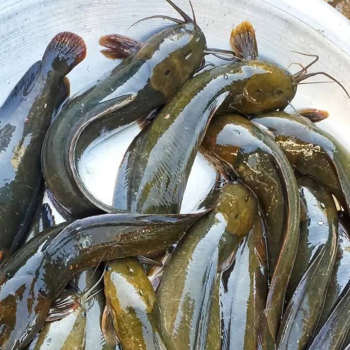 Magur fish ( মাগুর মাছ ) magur